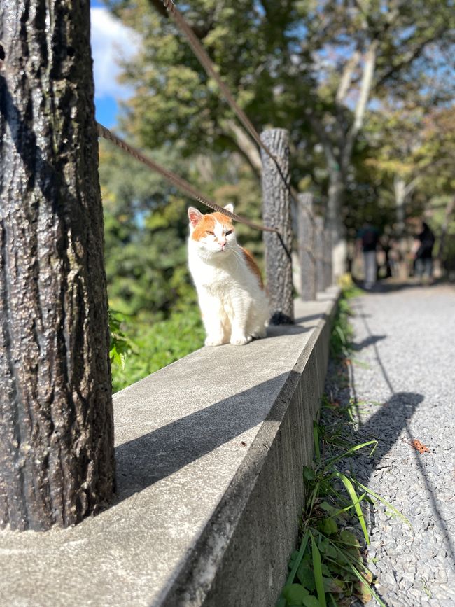 8. Chapter:
Blessed sitting through Kyoto