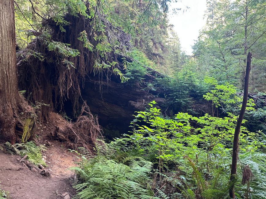 North Californian redwoods