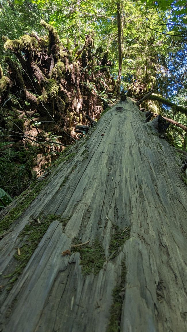 Cathedral Grove