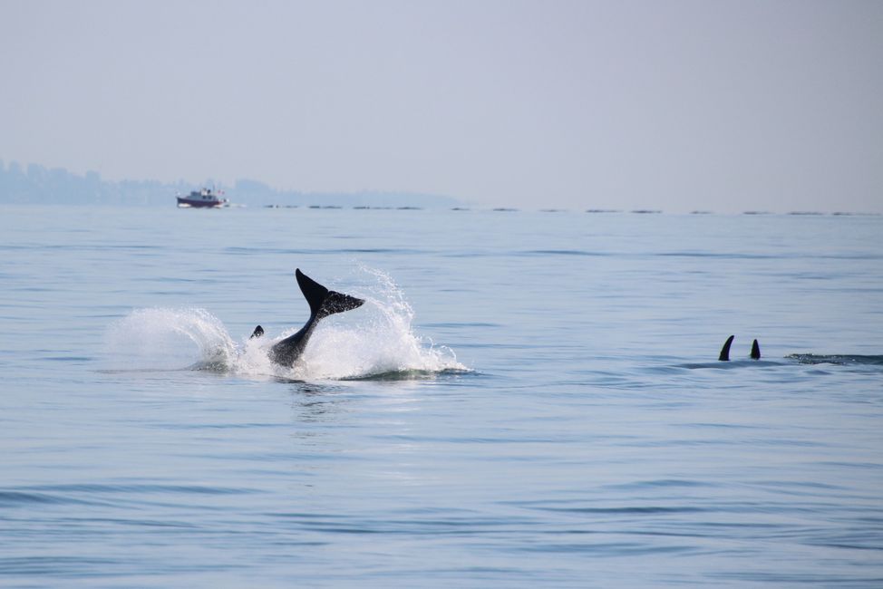 Orcas jugando