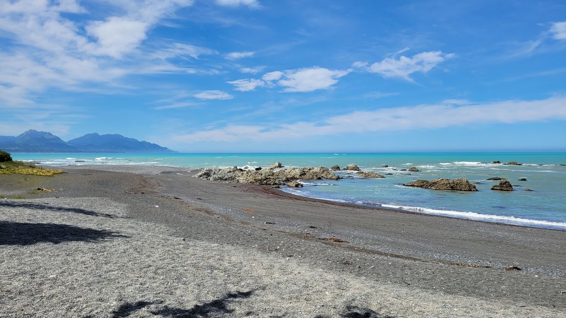 Delfin-Balett vor der South Bay in Kaikoura