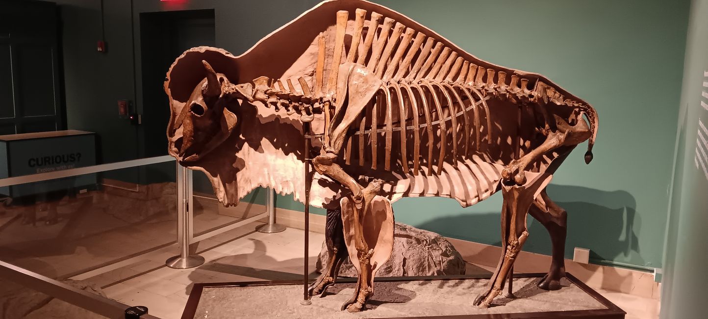 Museum of natural history I