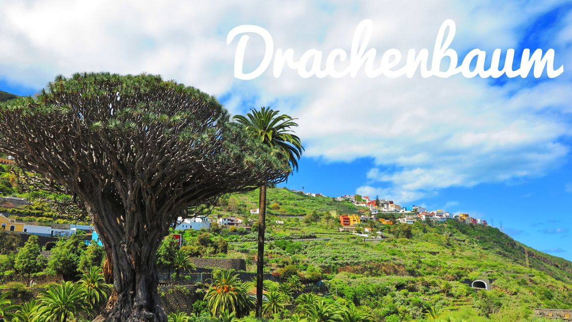 Teneriffa, El Hiero und La Gomera 🇮🇨