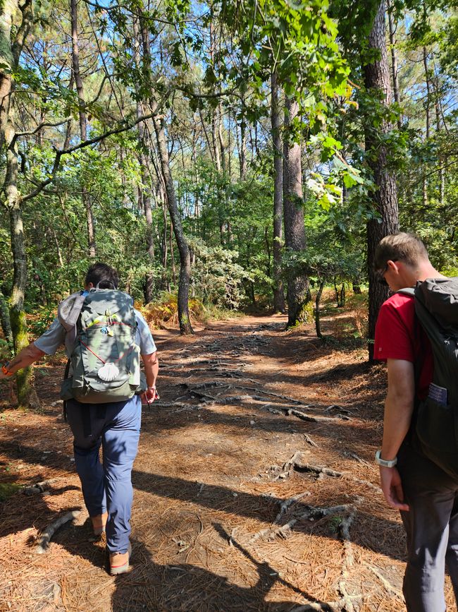 Zum Schluss nochmal ein schöner Waldweg