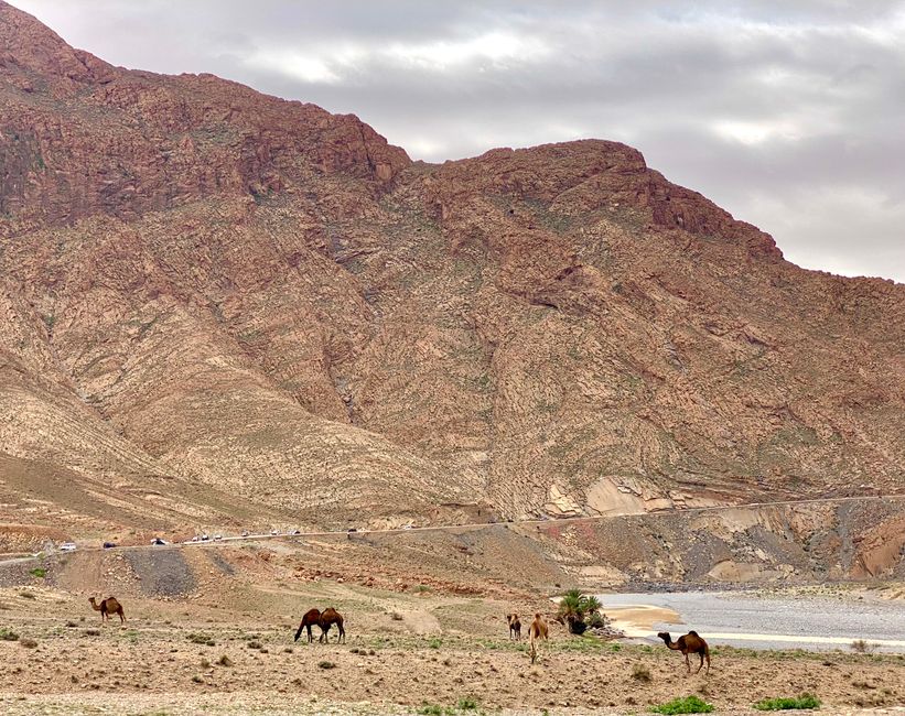 The entrance to the Ziz Valley, the first free-roaming dromedaries appear