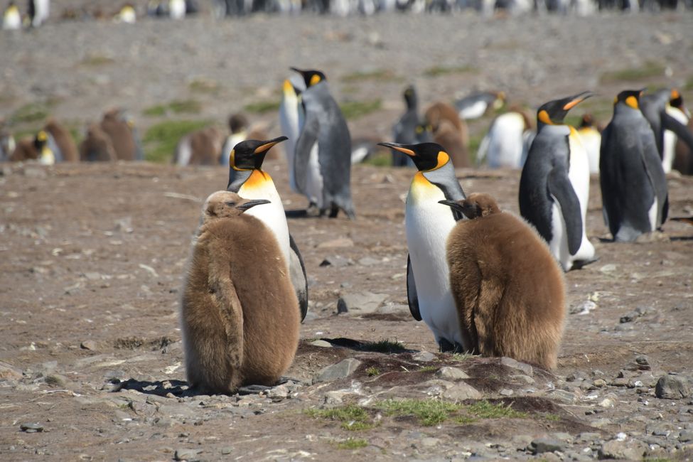 Königspinguine / King penguins