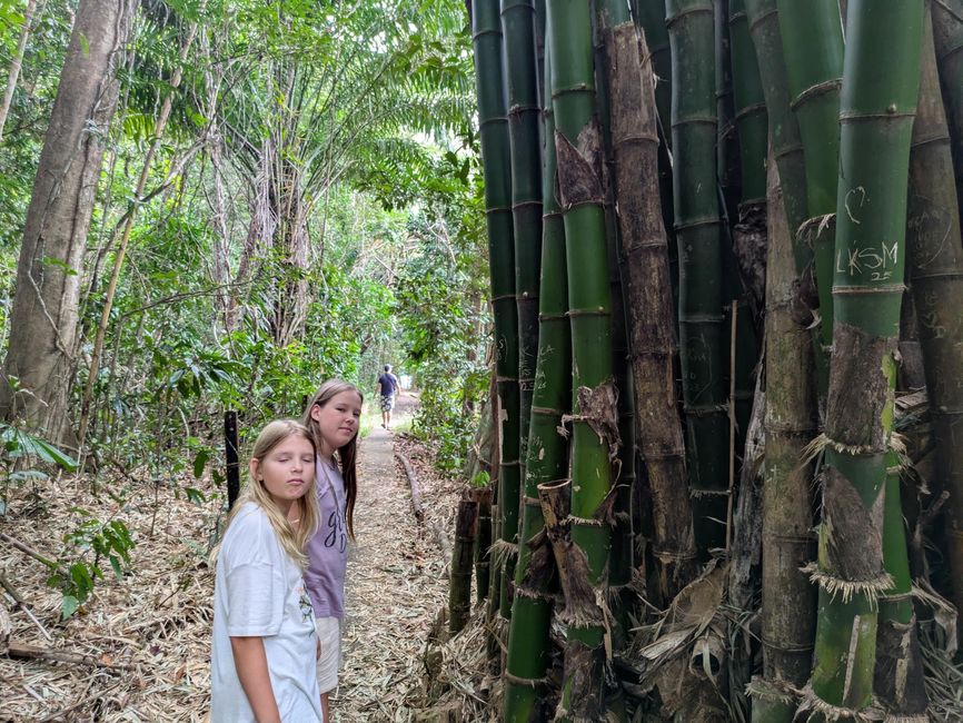 2 Nächte in Cape Tribulation