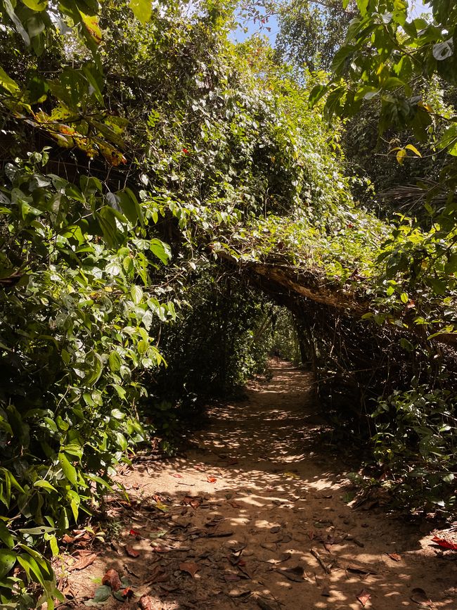 Puerto Viejo de Talamanca 🦥