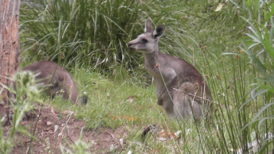 Kängurus sulla Great Ocean Road