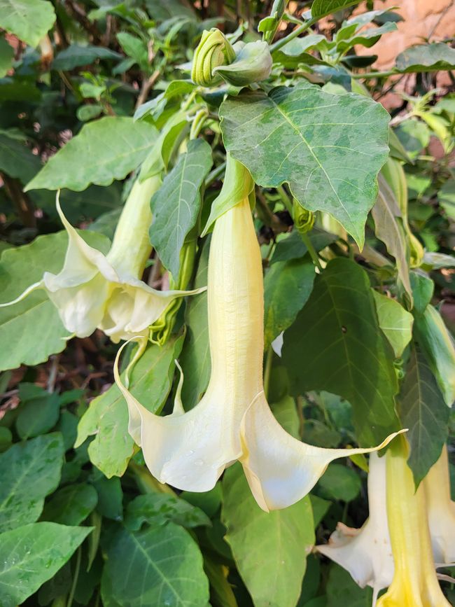 Jardín andaluz