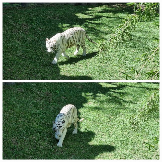 Tag drei: Zoo Aurora und Stadtteil Cayala
