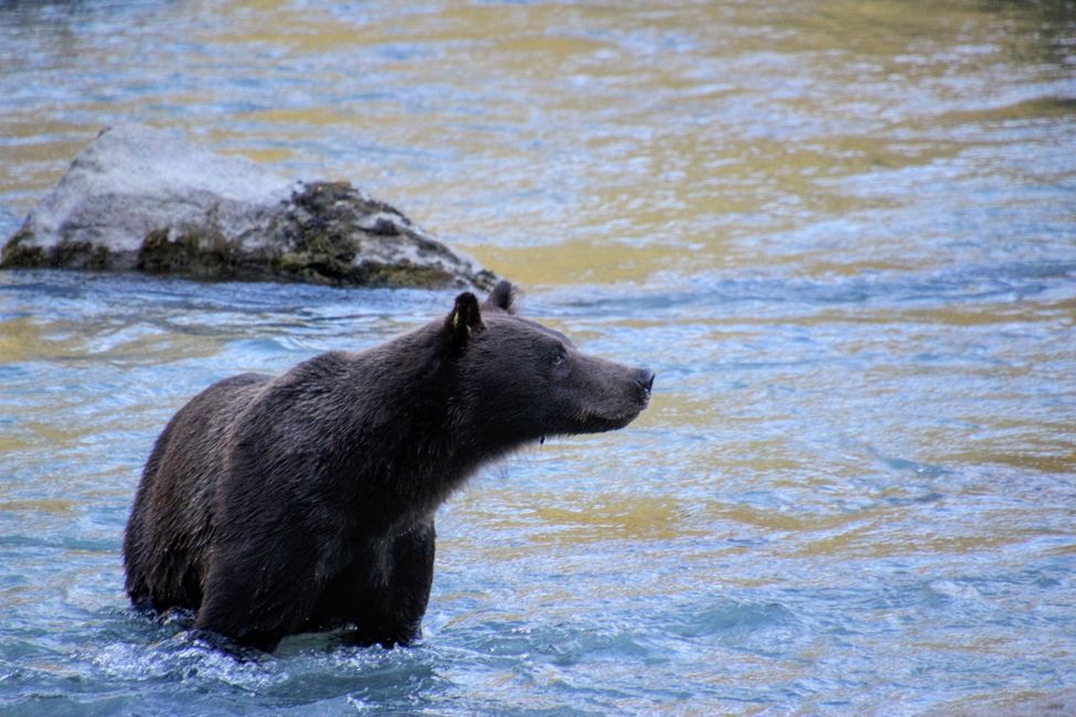 Neuer Blog online! Abenteuer Vancouver-Whitehorse