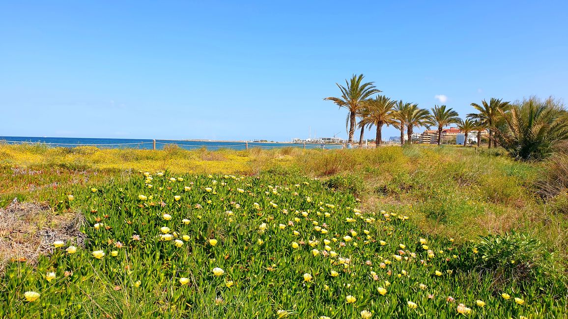 Alicante?...no grazie 609