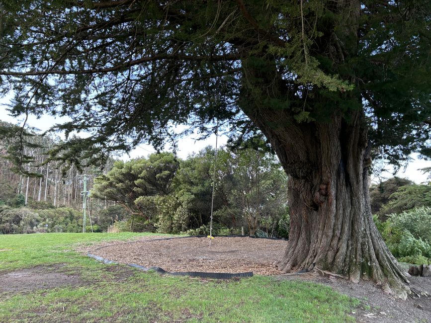 Große Baum-Schaukel