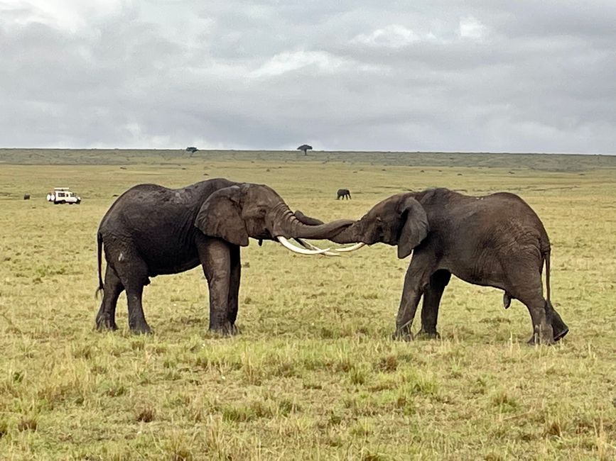 3 Tage Safari im Masai Mara Nationalpark