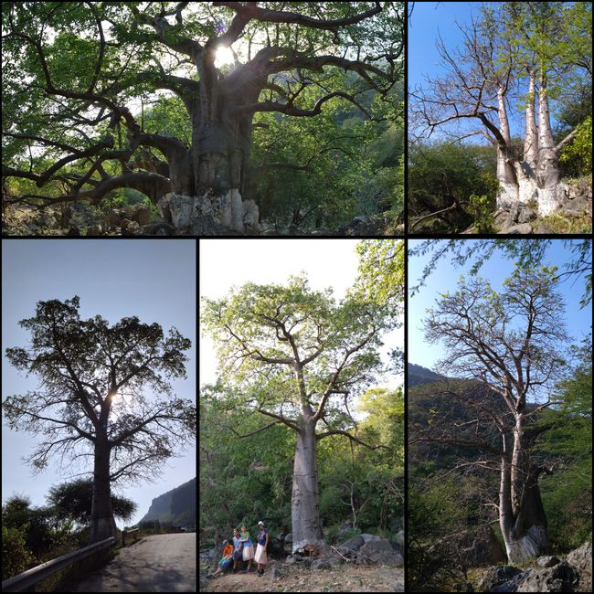Baobab forest 