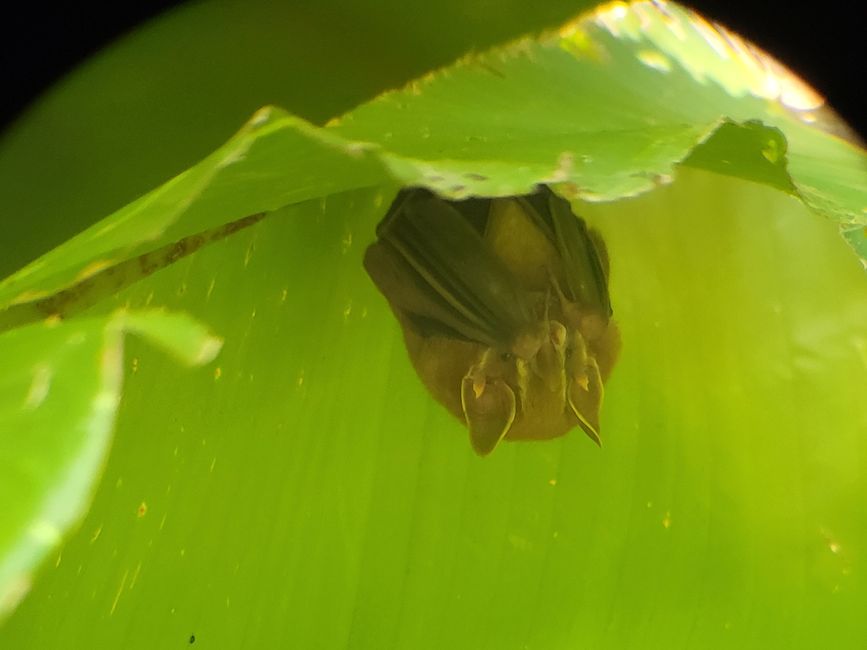 Bat under a leaf