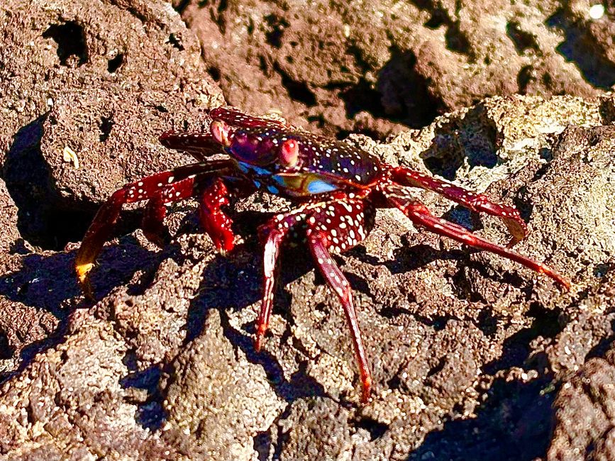 Rote Klippenkrabbe