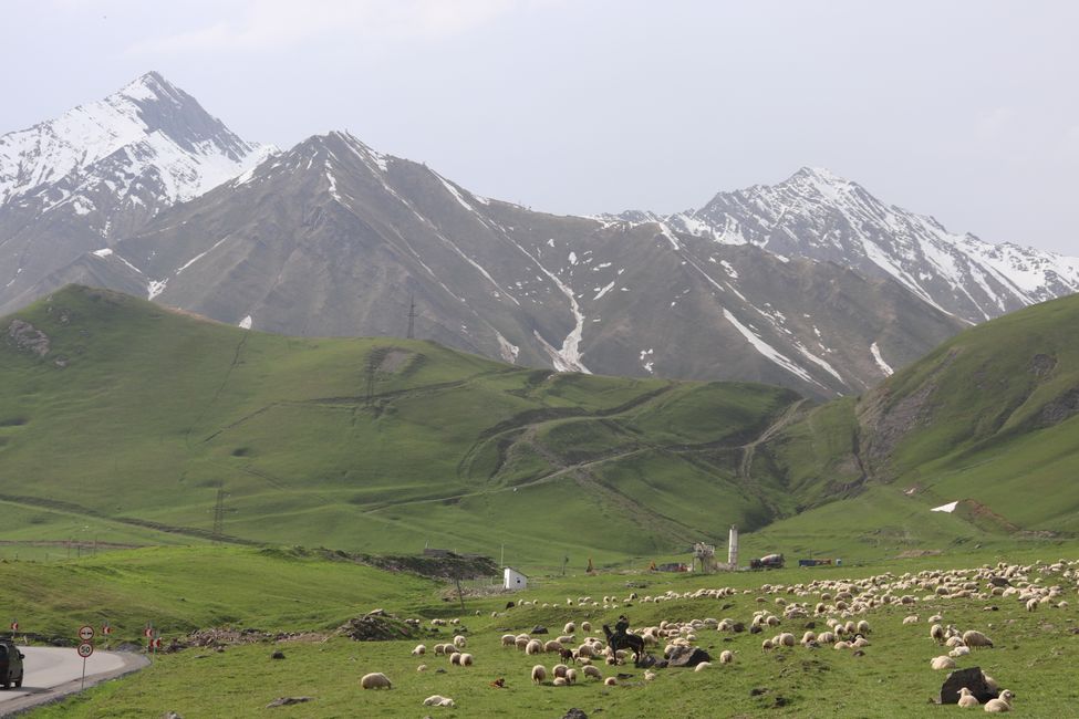 A peaceful picture and lots of grassland at over 2000 meters