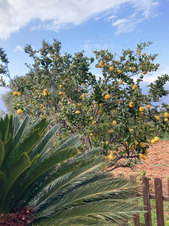 Airport BER- Drogendealerin enttarnt