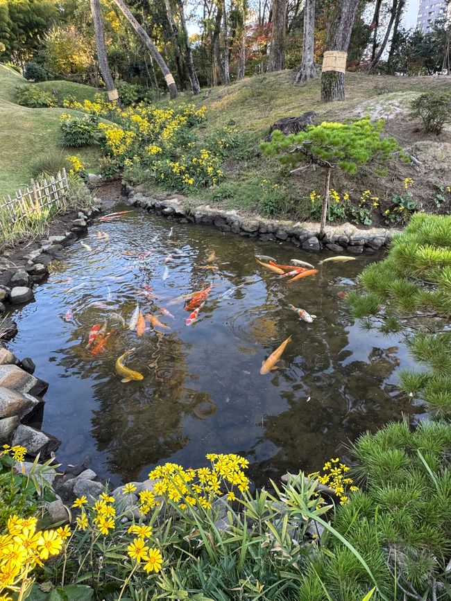 Bunte BlĂ€tter & bunte Fische đ«¶