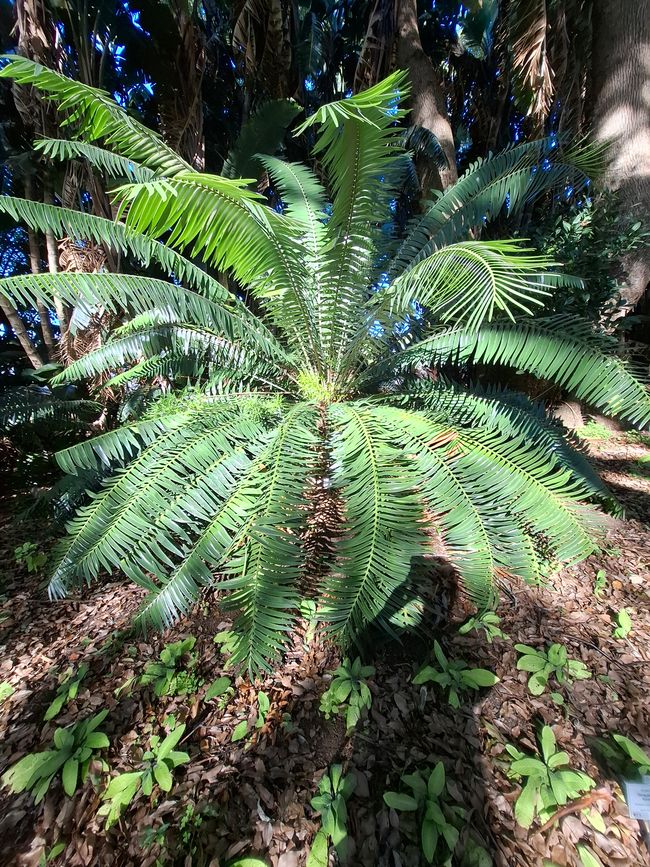 Jardins botaniques