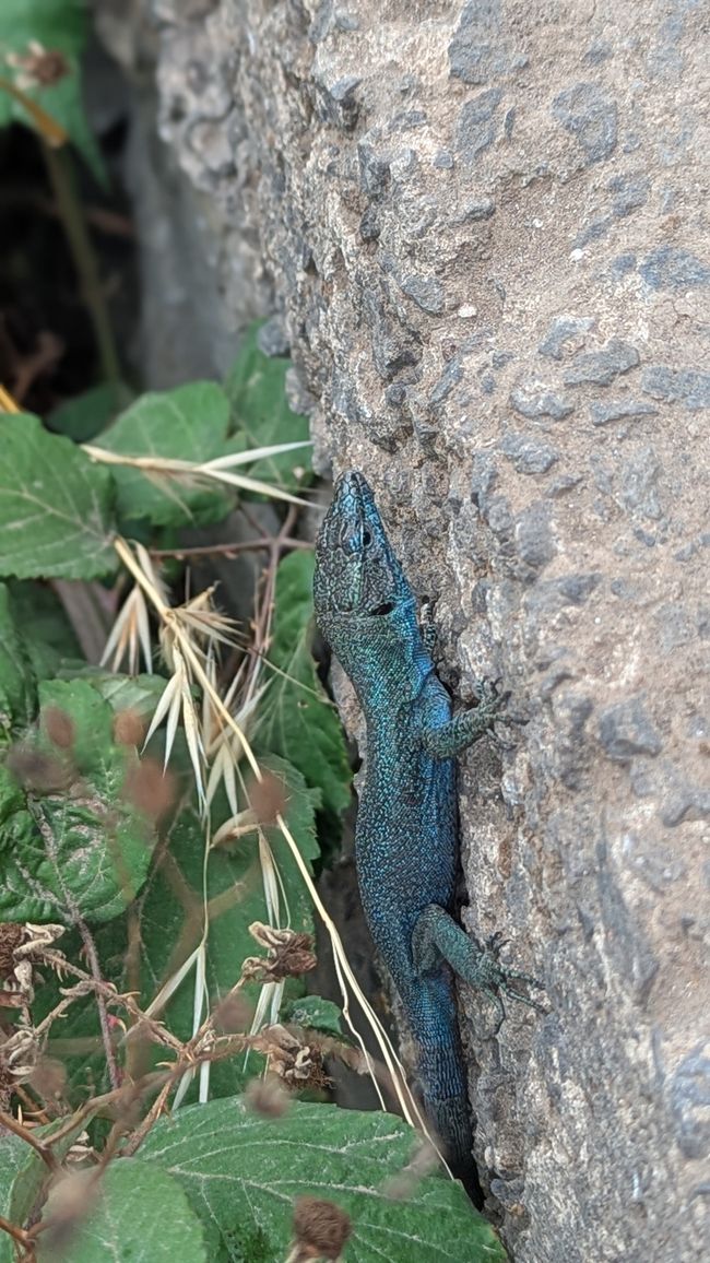 Tag 8: Wandern entlang der Levada do Moinho & Levada Nova