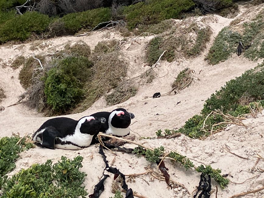 Kap-Halbinsel und Stellenbosch