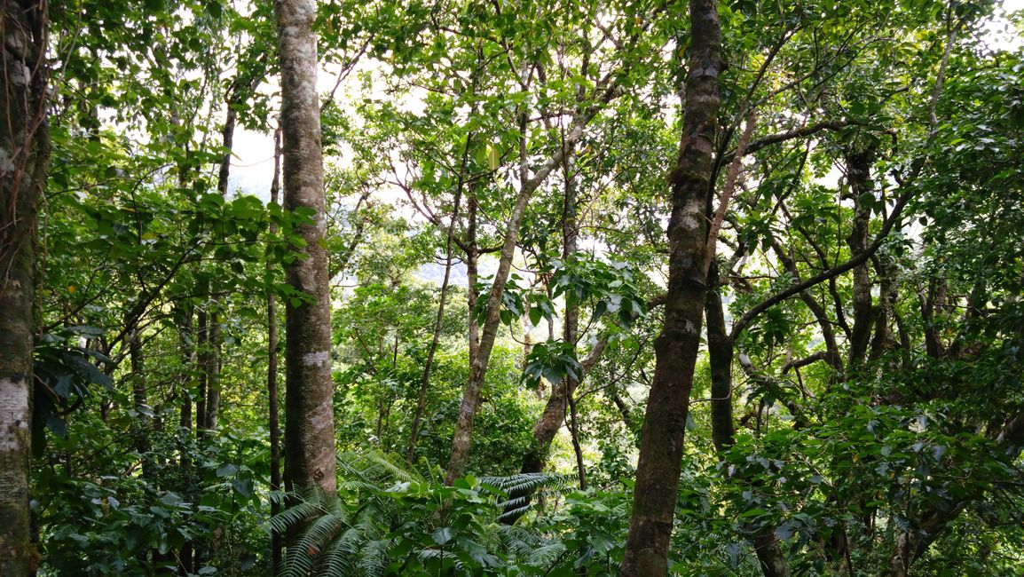 Rarotonga - Caminata cruzada por la isla