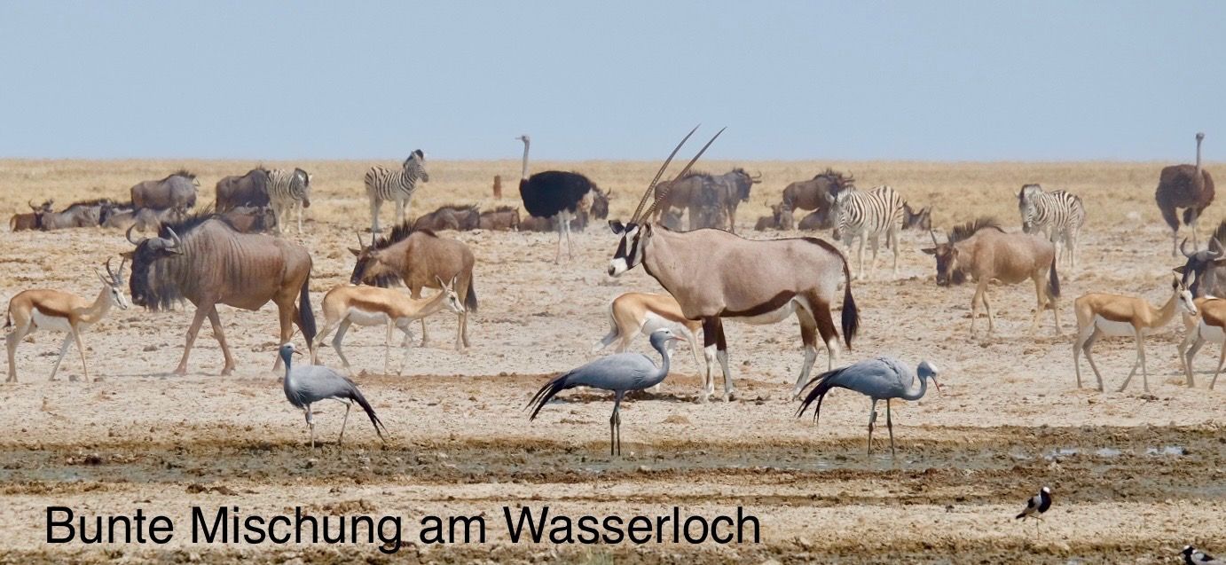 Etosha - Día de los Gatos