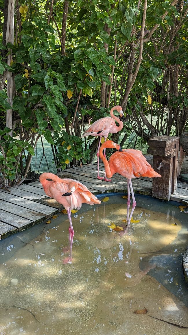 3 Flamingos am Flamingo Beach