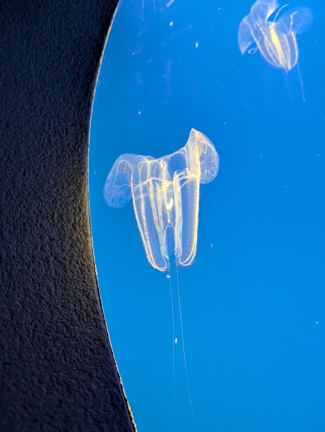 Aquarium de Monterey