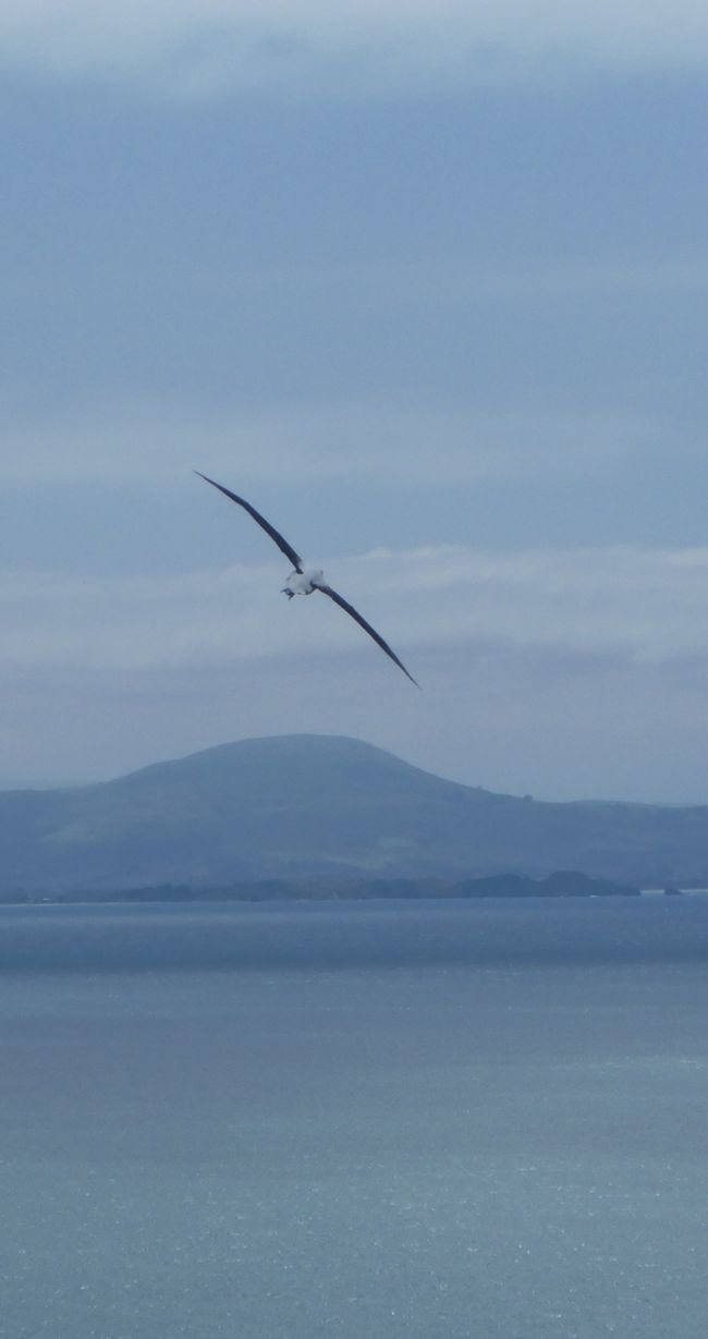 2025-02-08 Oamaru Dunedin, NZL