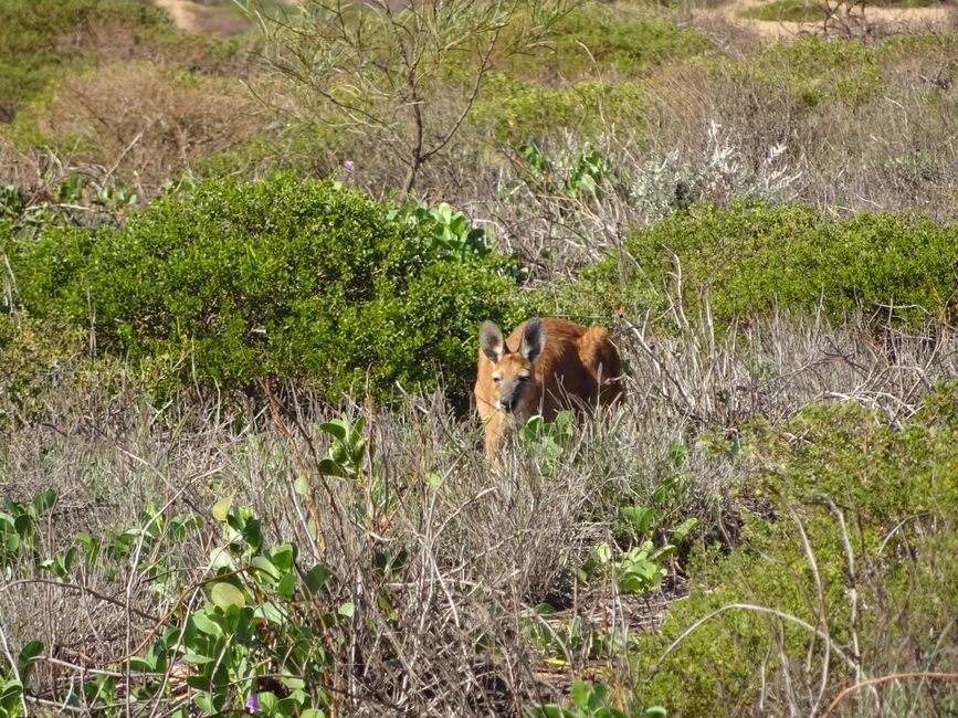 Canguro rojo 