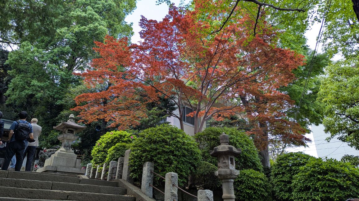 Tenno ji Tempel, Nezu Schrein, Hie und Innrie Schrein