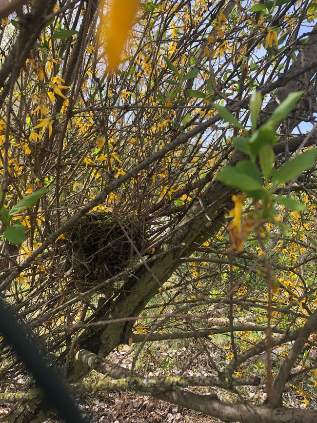A still uninhabited bird's nest - from last year?