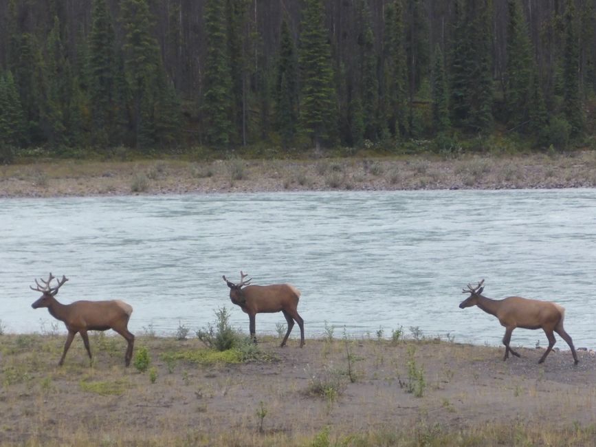 2025-06-19 sur l'Icefields Parkway de Jasper à Lake Louise, CA