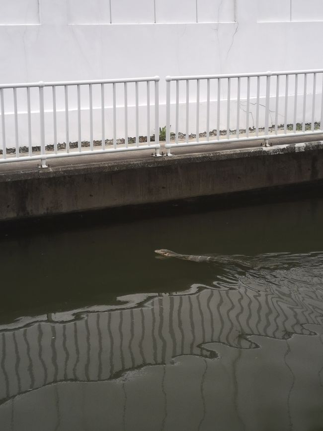 5. A monitor lizard in the canal