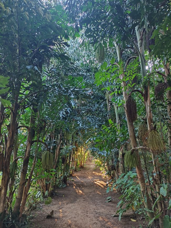 Botanischer Garten in Gondola