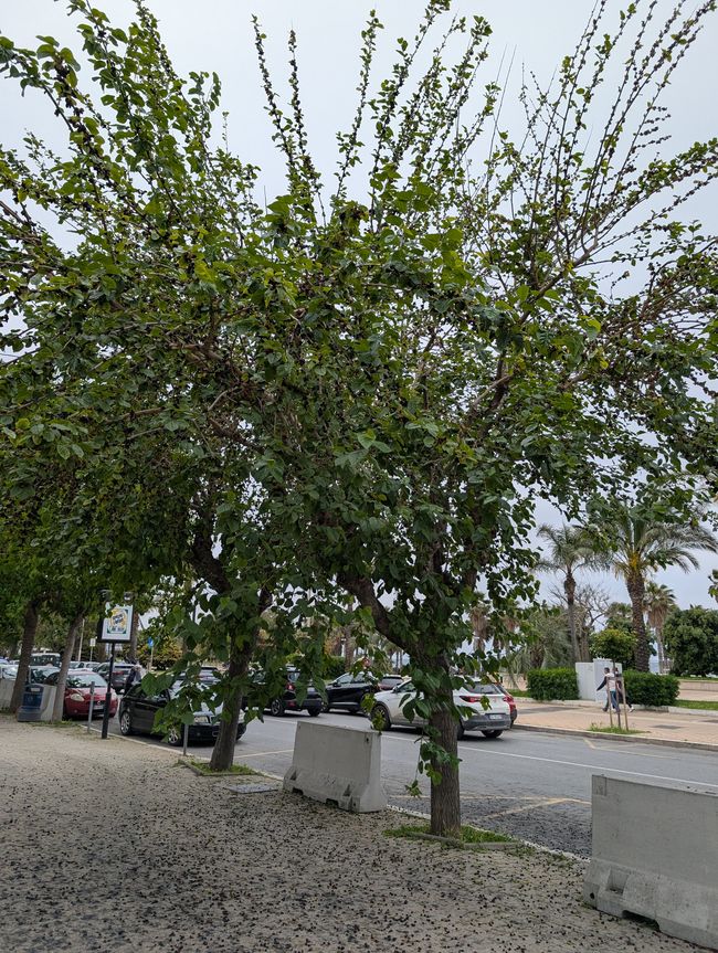 120.Etiqueta 4.5.25 Civitavecchia Italia