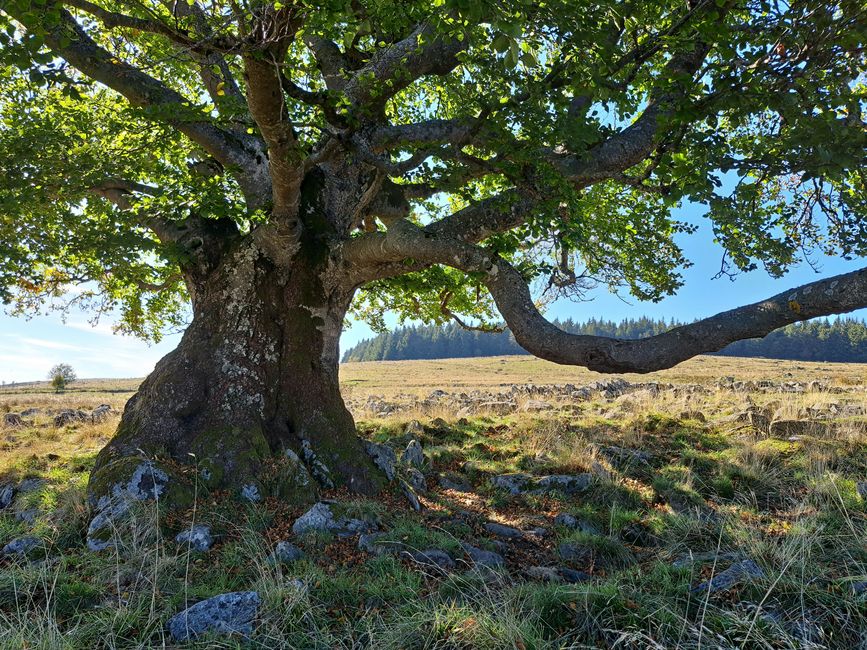 Monts d'Ardèche