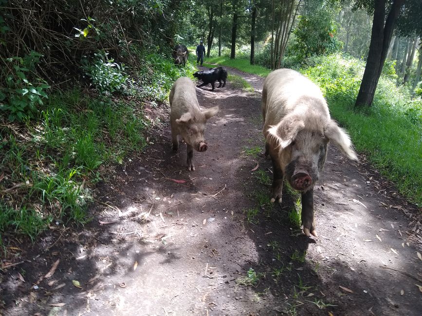 Spaziergang mit den Schweinen