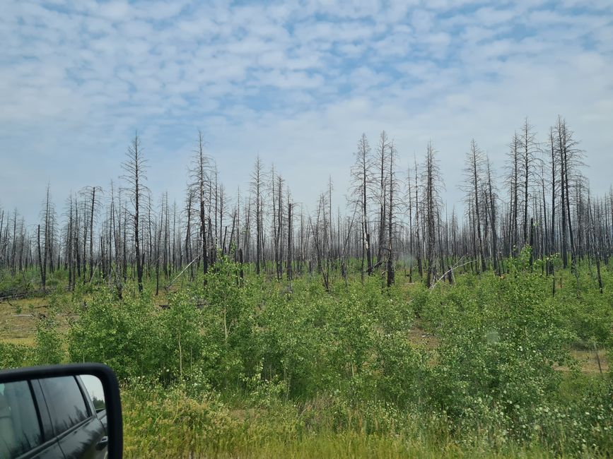 Impactos de los incendios forestales