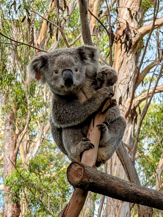 6 Koala e una sanguisuga