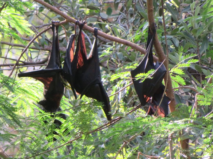 Chauves-souris dans les arbres au camping ...