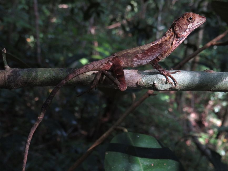 Sinharaja - l'ultima foresta pluviale dello Sri Lanka