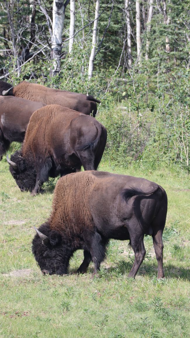 Bisons am Straßenrand