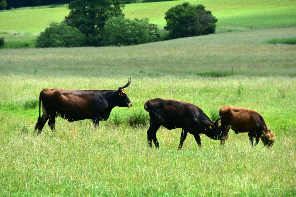 * * * S E C H T A S A F A R I - der Auerochsenweg
bei Bopfingen * * *