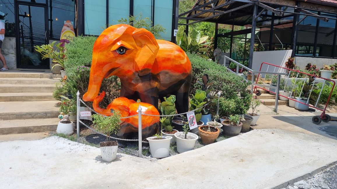 Visite d'une station de sauvetage pour éléphants