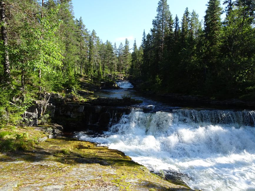 Parc national de Fulufjellet - Safari d'élans